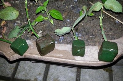 插鲜花用海绵泥的作用 插鲜花用的海绵泥有什么用