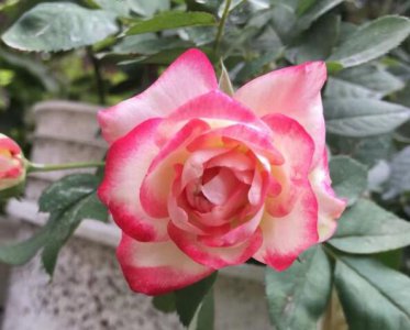 月季花摩纳哥公爵详解 摩纳哥公爵图片大全