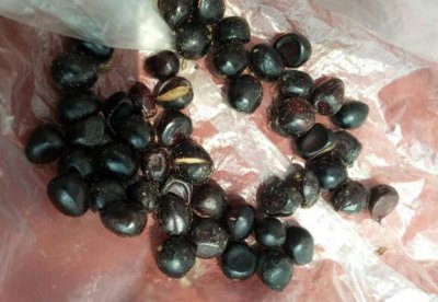 牡丹花种子几年开花 想好了再种 《牡丹花种子开花需几年想好再种！》