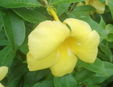 黄蝉花怎么养 一般开几天 《黄蝉花养护方法及花期时长》