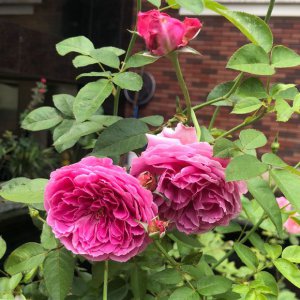月季花为了你的家庭详解 为了你的家庭照片图
