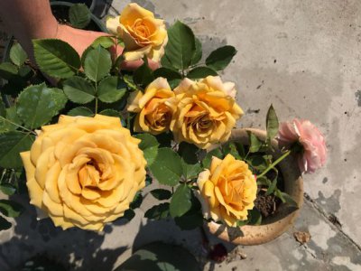 月季花松之梦介绍 松之梦图片