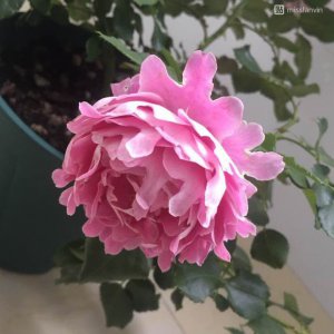 月季花梦幻褶边介绍 梦幻褶边长什么样图