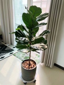 琴叶榕冬天怎么过冬 《琴叶榕冬季养护要点》