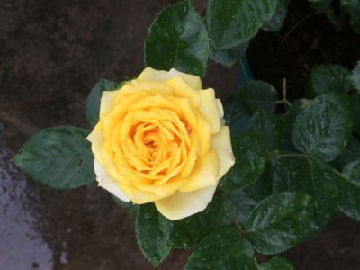 月季花浪漫黄河详解 浪漫黄河照片图