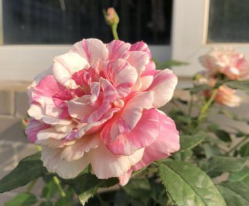 月季奶昔（ミルクシェーキ）介绍 奶昔（ミルクシェーキ）图片欣赏