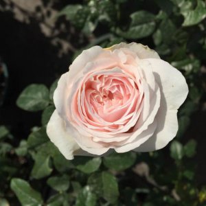 月季草莓奶昔介绍 草莓奶昔照片图