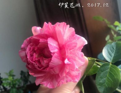 月季花伊芙飞溅（イヴスプラッシュ）讲解 伊芙飞溅（イヴスプラッシュ）照
