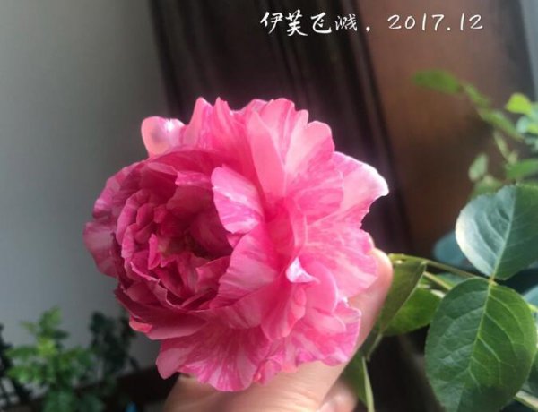 伊芙飞溅（イヴスプラッシュ）图片一