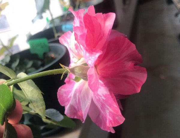 伊芙飞溅（イヴスプラッシュ）图片二