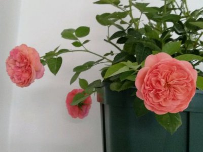 月季花保罗克利（パウルクレー）讲解 保罗克利（パウルクレー）图片集
