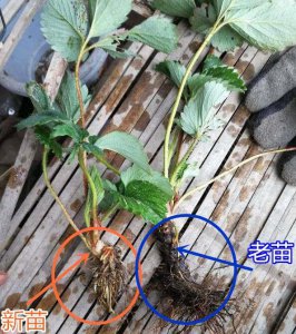 草莓新苗和老苗的区别 《草莓新苗与老苗有何不同》