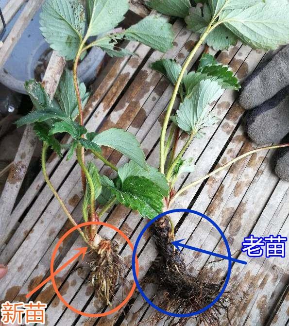 草莓新苗和老苗的区别