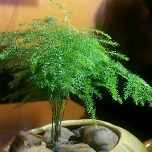 《文竹配啥盆好看（图）》 文竹用什么盆养好看（图）