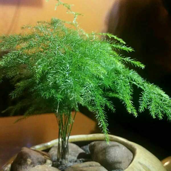 文竹用什么盆养好看