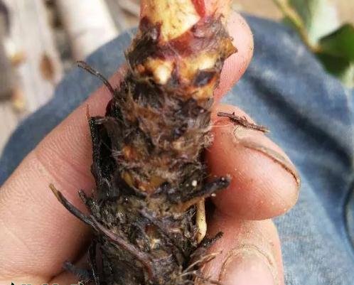 草莓新苗和老苗的区别