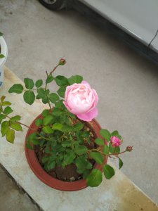 羽毛月季（プリュム）介绍 羽毛月季（プリュム）图片欣赏