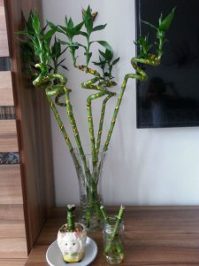 富贵竹除甲醛吗？我们来看实验 《富贵竹能否除甲醛？实验见分晓》