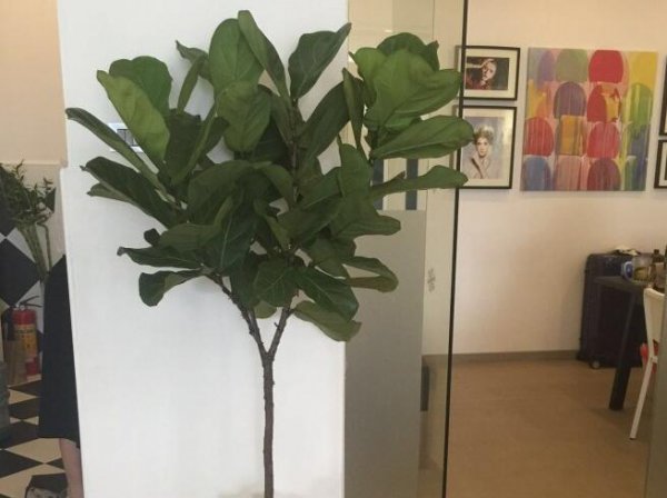 琴叶榕北方能养活吗