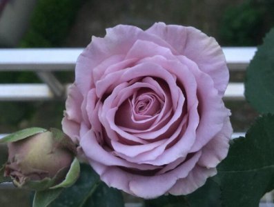 月季花蓝色物语ブルーストーリー介绍 蓝色物语ブルーストーリー照片图