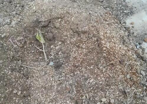 阳台火龙果的种植方法