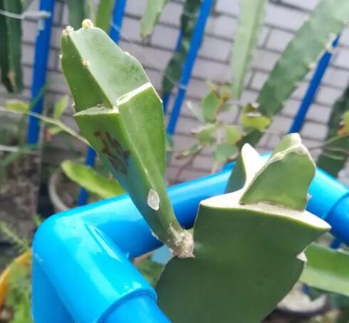 阳台火龙果的种植方法