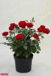 月季花卡门阳台详解 卡门阳台图片集