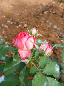 月季花珊瑚宝石尤物详解 珊瑚宝石尤物照片图