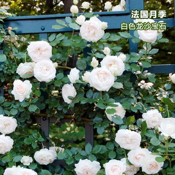 白色龙沙宝石图片三