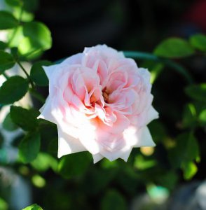 月季花家居庭院讲解 家居庭院照片图