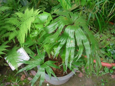 植物双扇蕨介绍 双扇蕨图片