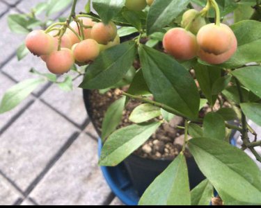 《阳台种蓝莓的注意要点》 阳台种植蓝莓需要注意什么