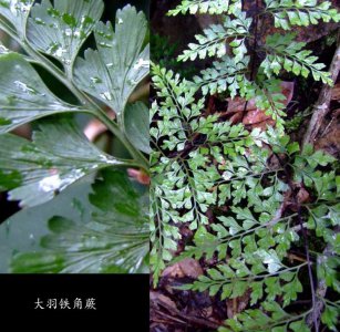 大羽铁角蕨讲解 大羽铁角蕨图片欣赏