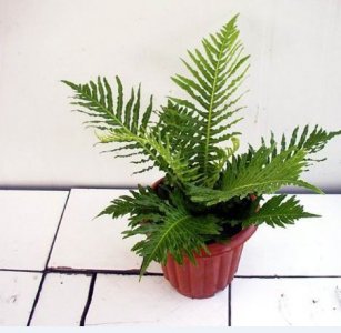 植物乌毛蕨介绍 乌毛蕨照片图