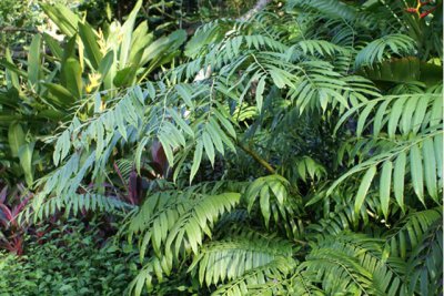 植物栎叶槲蕨详解 栎叶槲蕨照片图