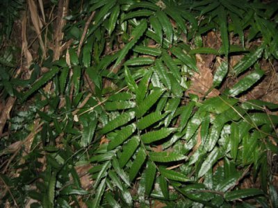 植物长叶实蕨介绍 长叶实蕨图片集