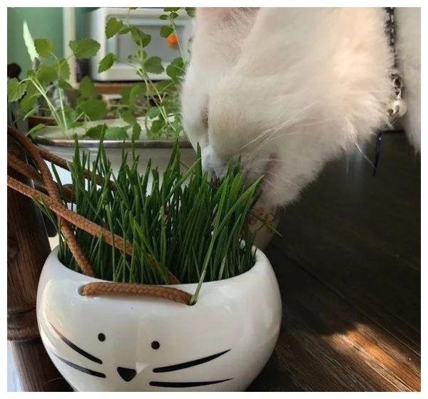 金边虎尾兰对猫有毒吗