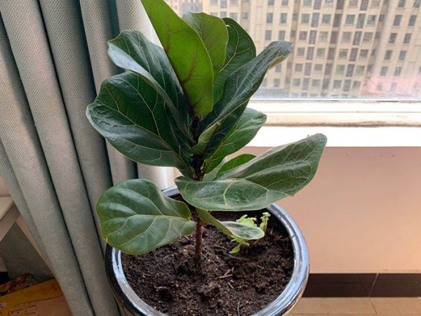 生土与熟土的区别