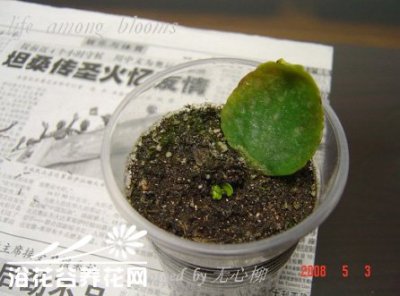 长寿花的繁殖育苗 《长寿花繁殖与育苗》