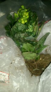 长寿花冻了还能活吗 长寿花受冻后还能存活吗？