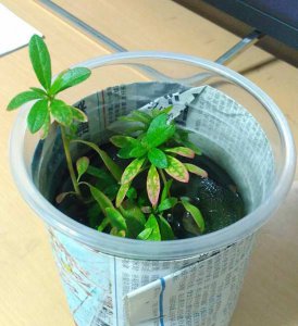 杜鹃花水泡可生根水插可行 杜鹃花水泡能生根不|水插没问题
