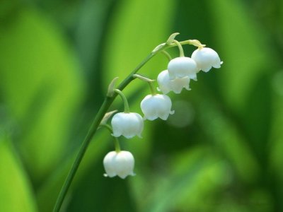 铃兰的花语