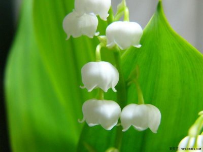 铃兰的花语