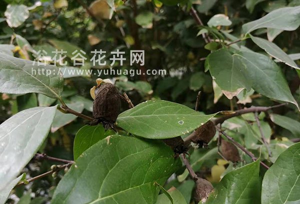 腊梅种子什么时候成熟