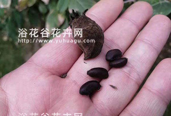 腊梅种子什么时候成熟