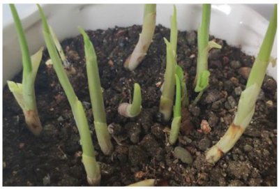 铃兰花是啥绿色植物 有毒副作用吗