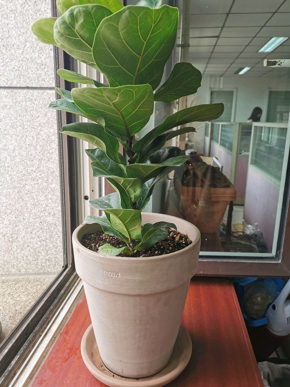 琴叶榕僵苗怎么办
