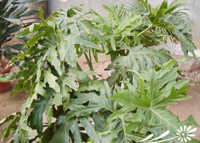 春芋养护指南 春芋的养护方法