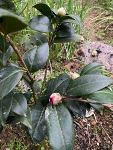 茶花冬季室外越冬方法 茶花冬天室外怎么过冬