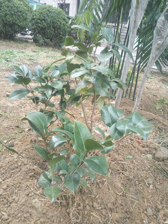 茶花冬天室外怎么过冬